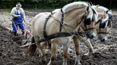 Koń w życiu człowieka